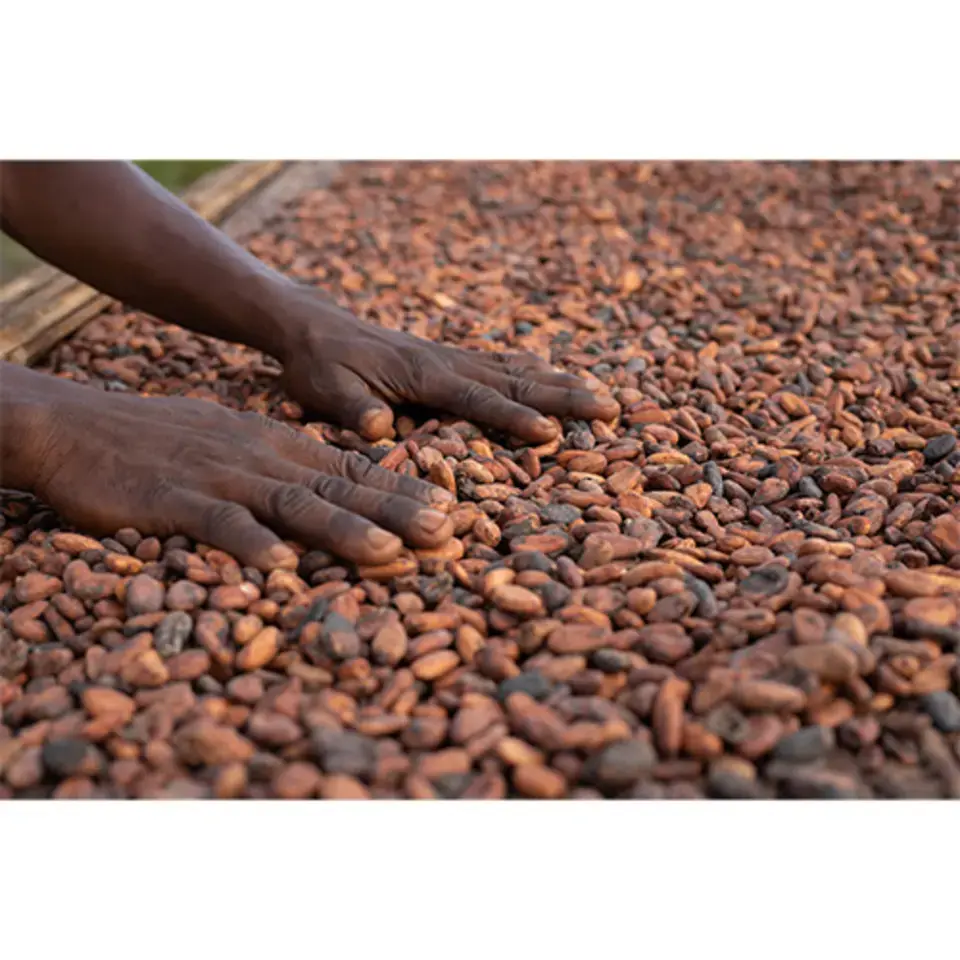Sustainably Sourced Cocoa