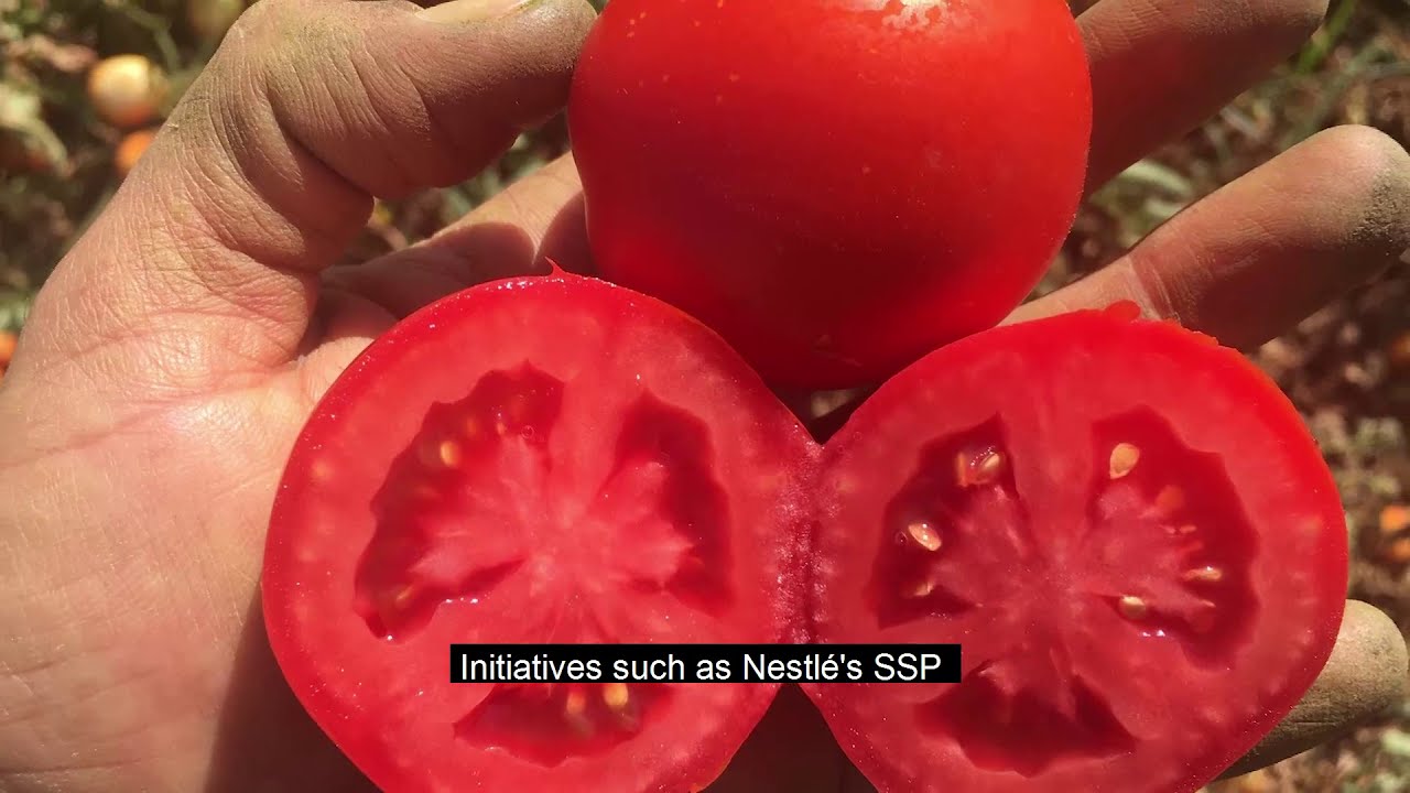 Preview image for the video "CONESA - Nestlé Sustainable Sourcing Program".