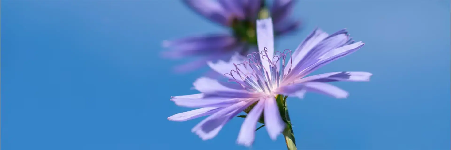 La couleur de la plante chic