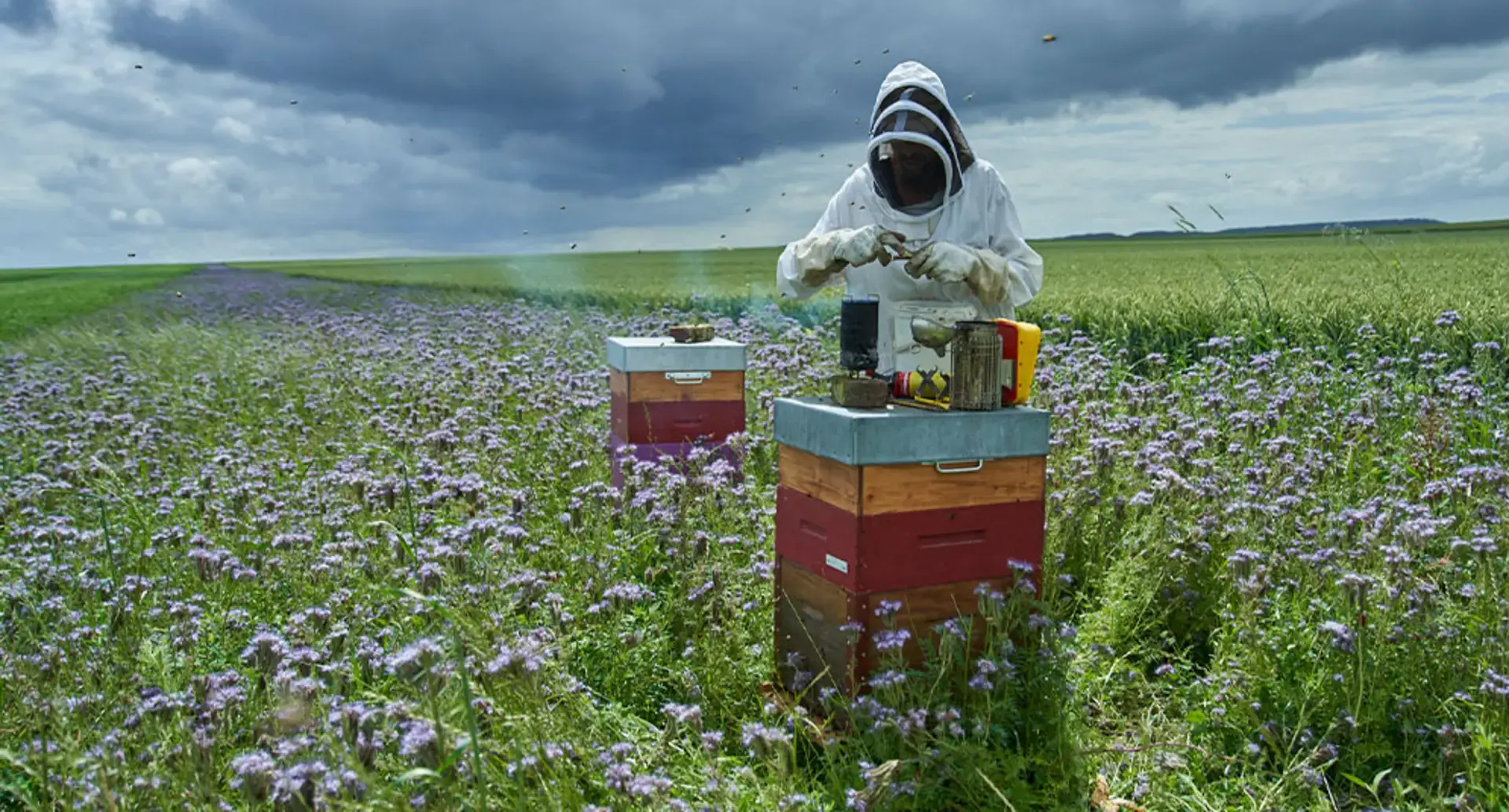 Découvrez les histoires des agriculteurs partenaires de MAGGI®
