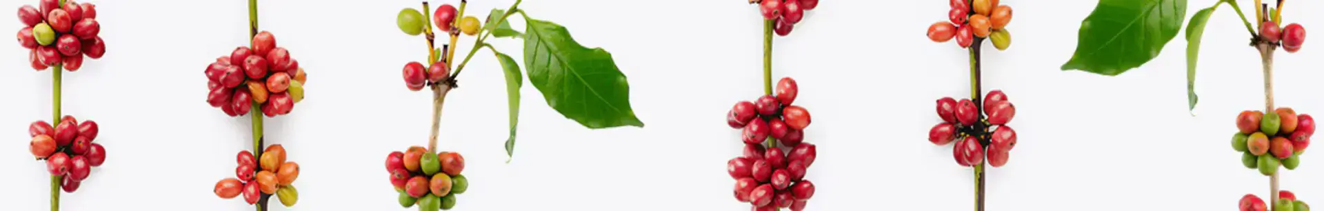 ricore-2020-page-gout-unique-visu-content