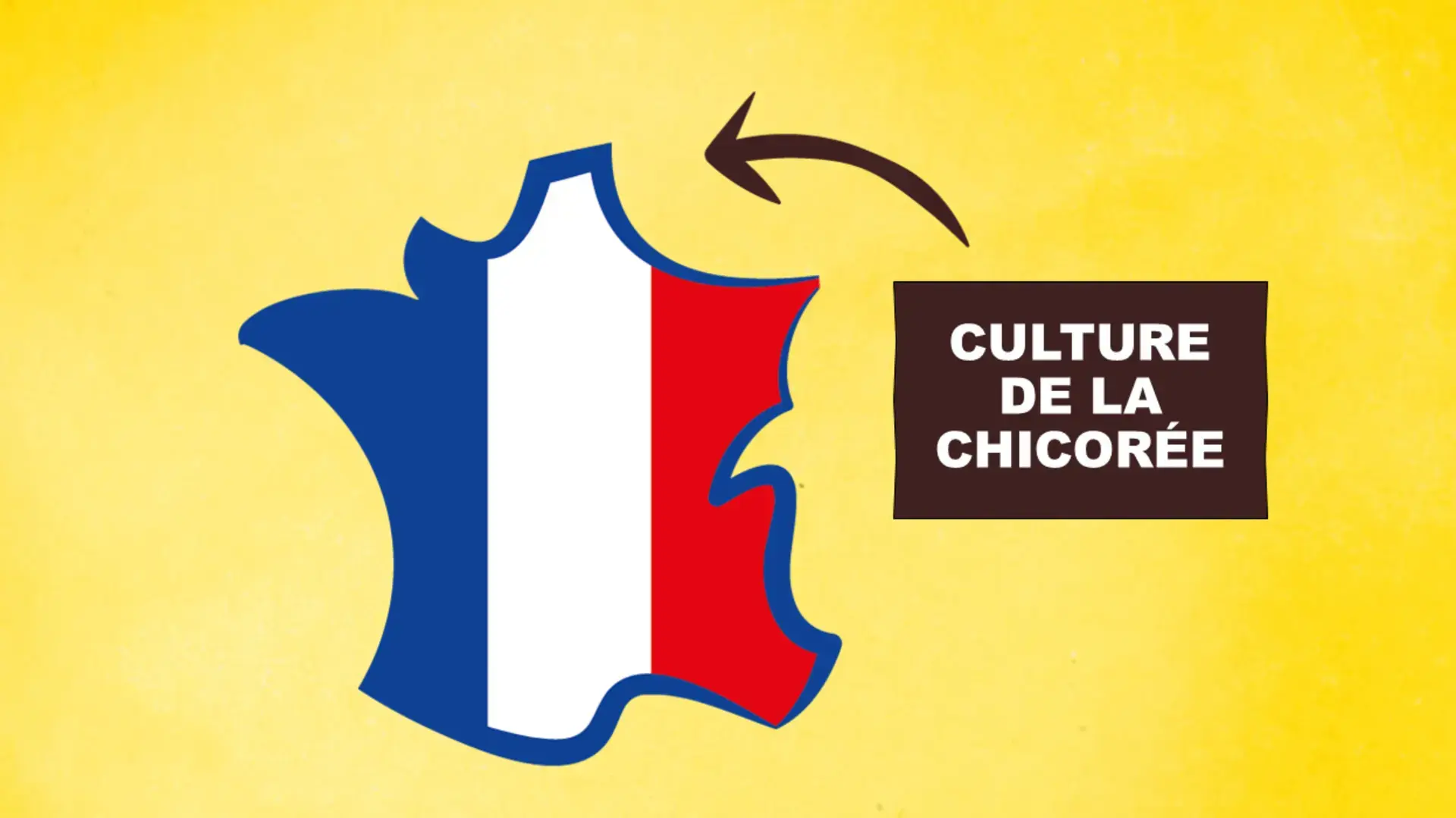 Ricoré - Culture de la chicorée