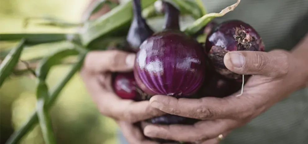 Le programme de MAGGI® sur l'agriculture régénératrice