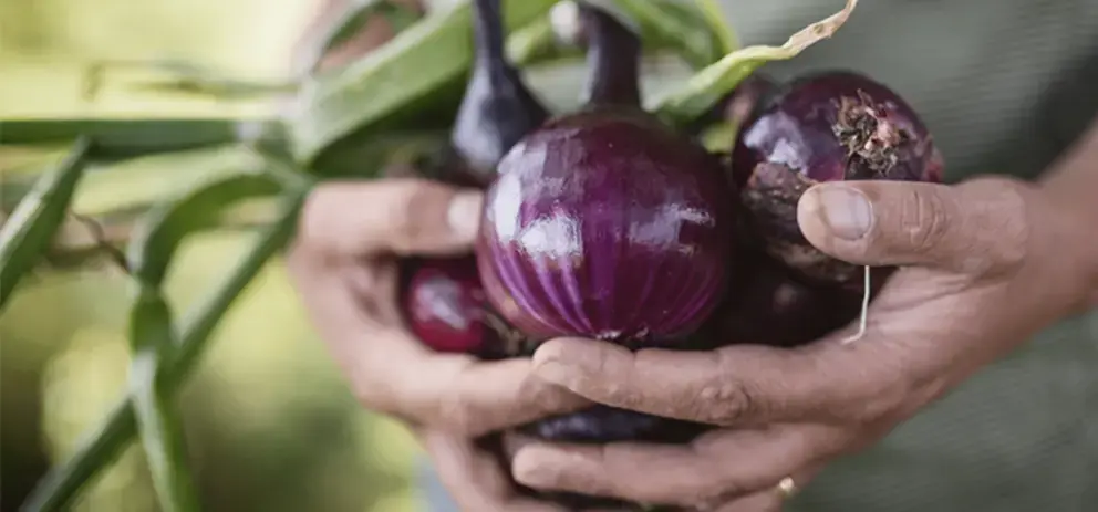 Le programme de MAGGI® sur l'agriculture régénératrice