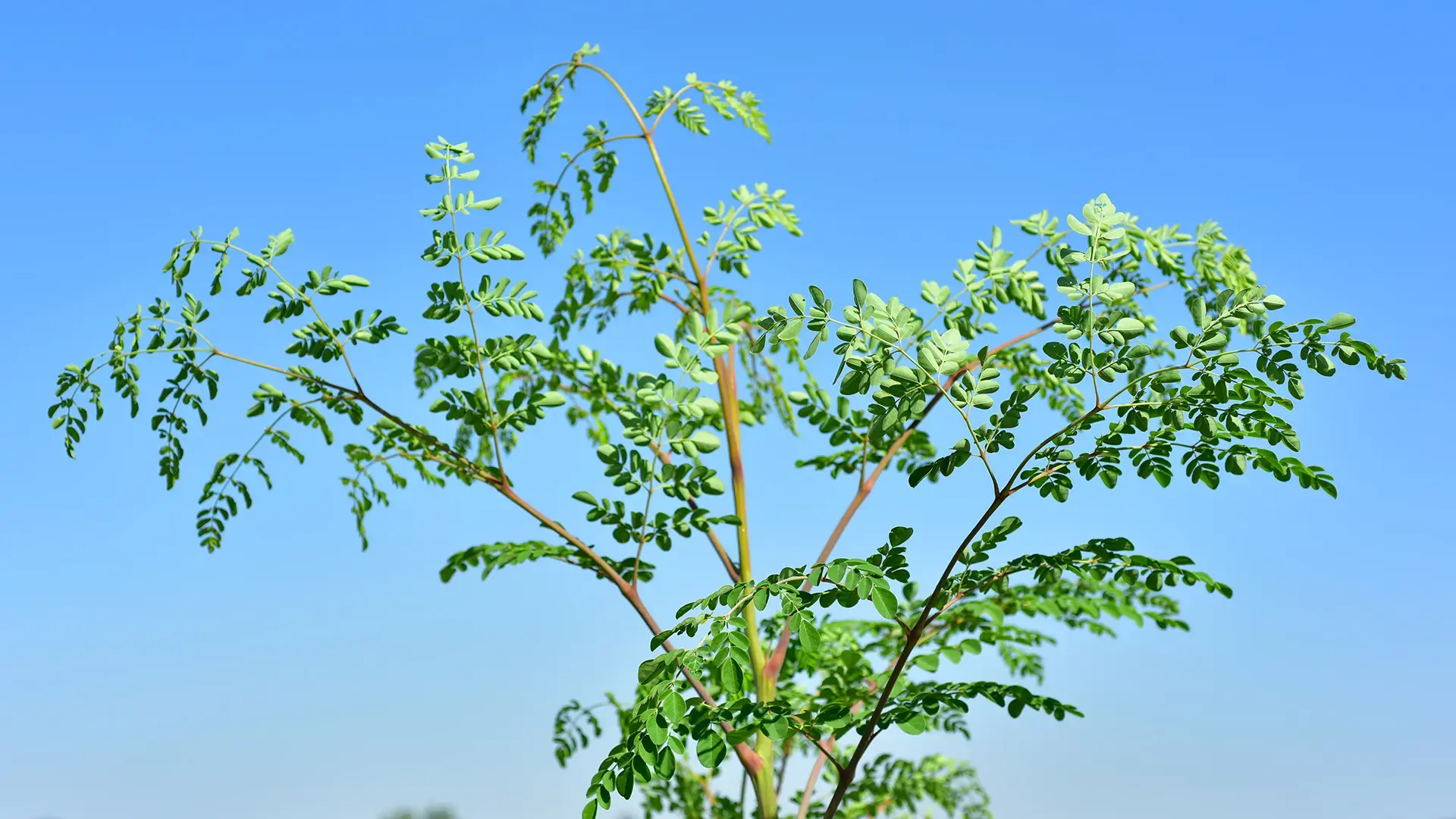 Moringa tree on the field