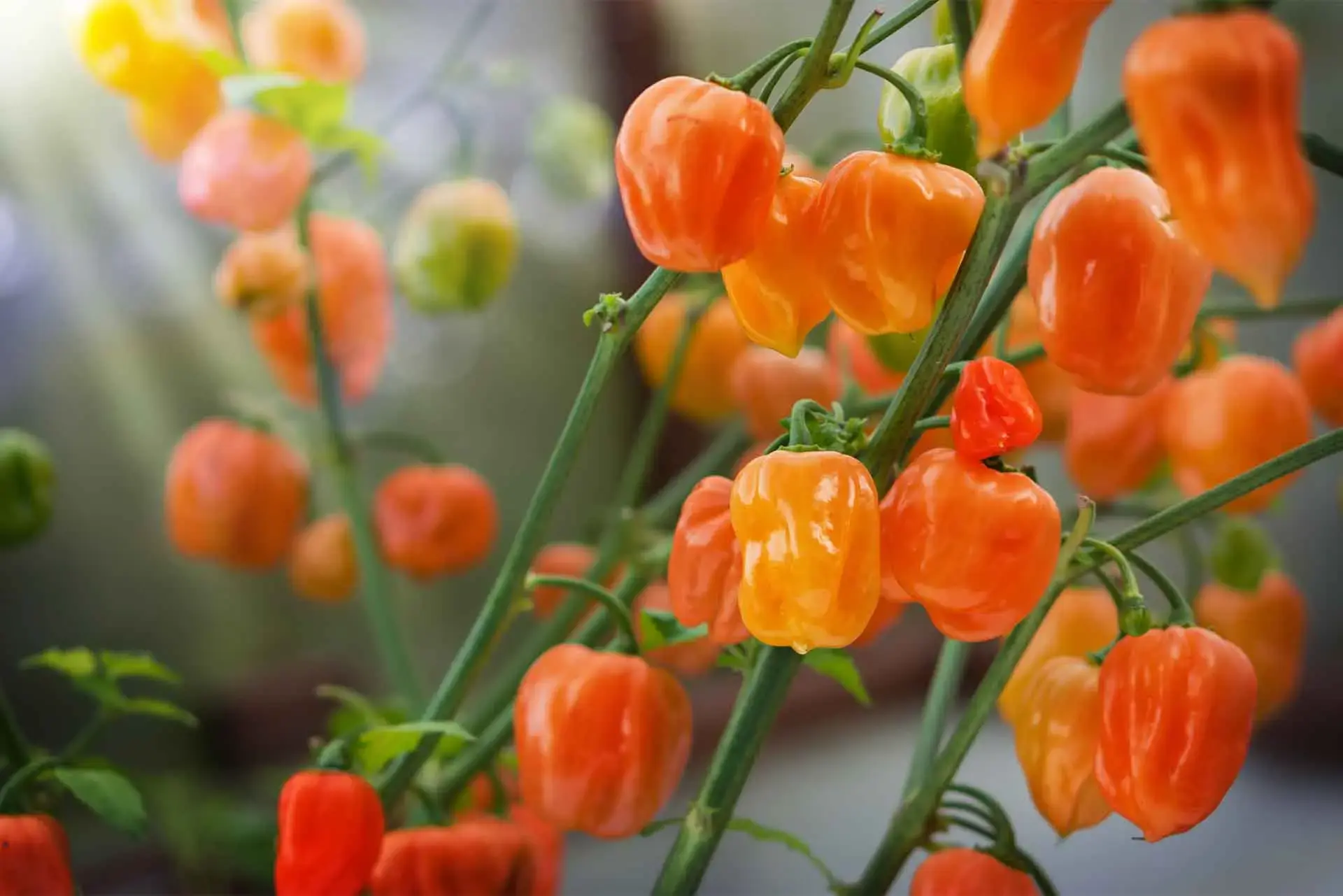 Blow by blow with the habanero