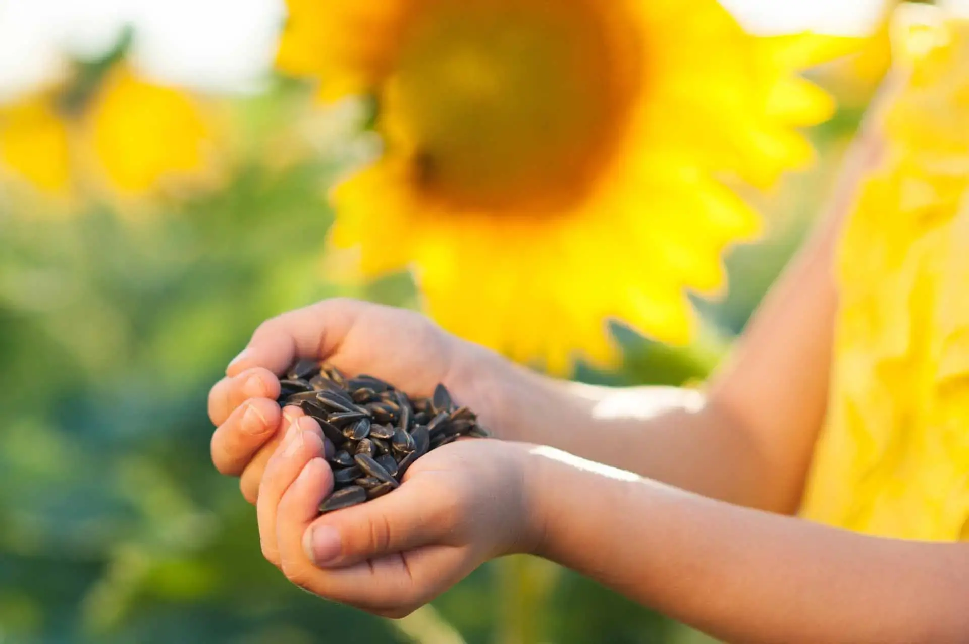 Get Flower-Powered Up with Sunflower Seeds