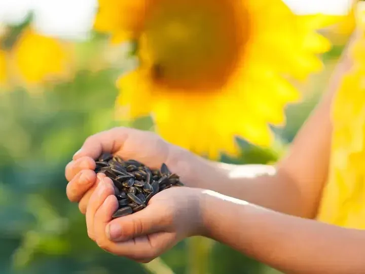 Get Flower-Powered Up with Sunflower Seeds