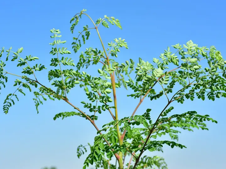 Moringa tree on the field
