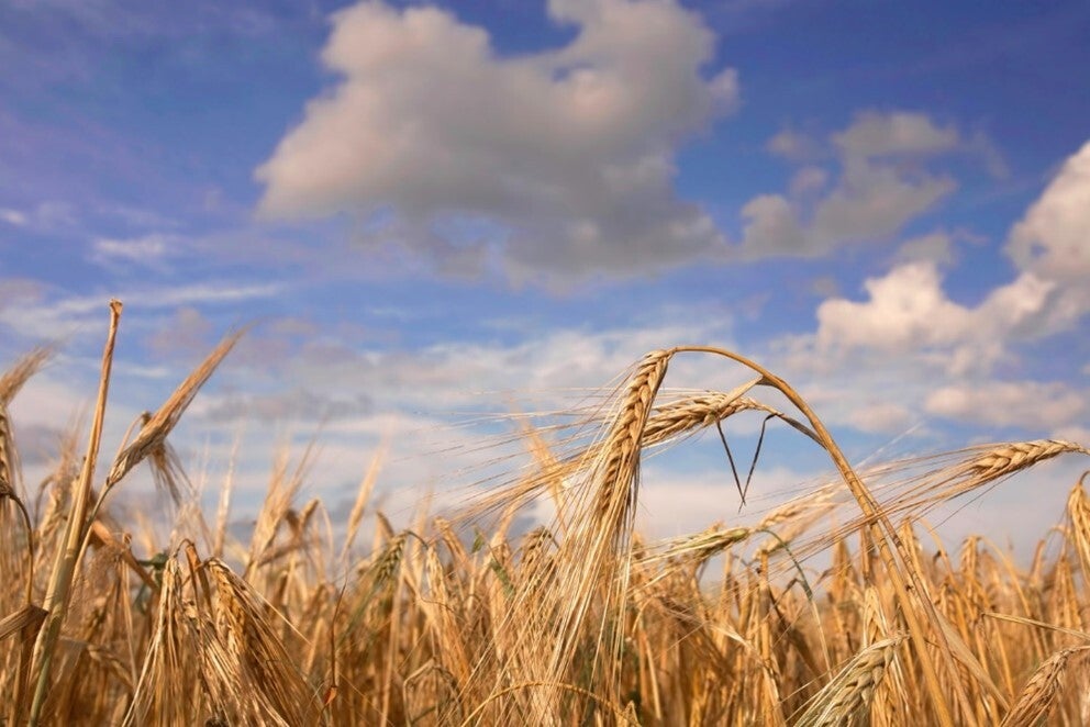 IMPORTANCE OF WHOLE GRAIN