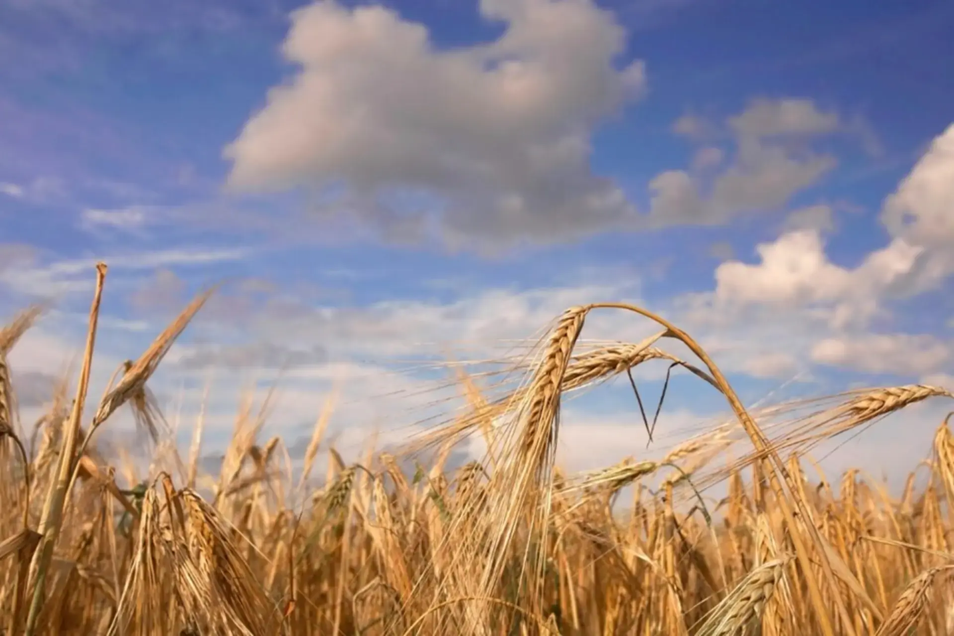 IMPORTANCE OF WHOLE GRAIN