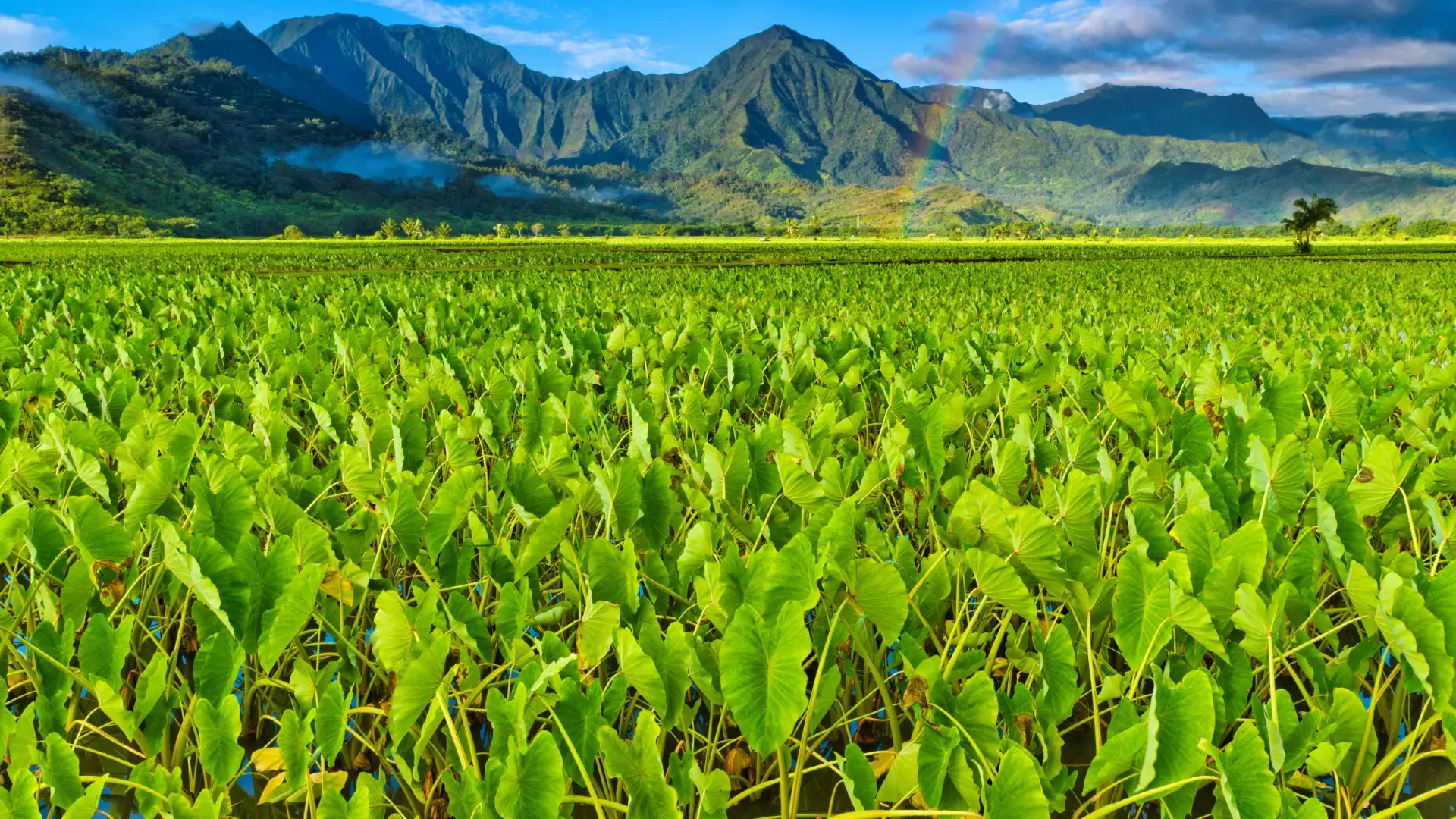 Chill and Take a Trip