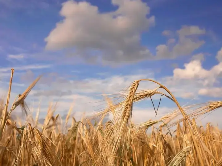 IMPORTANCE OF WHOLE GRAIN