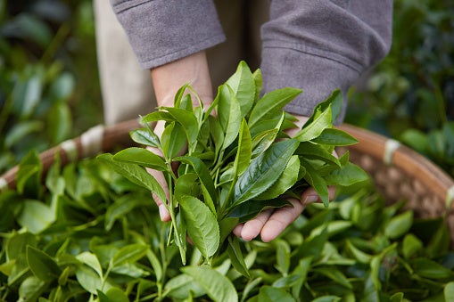 Tác dụng của trà xanh