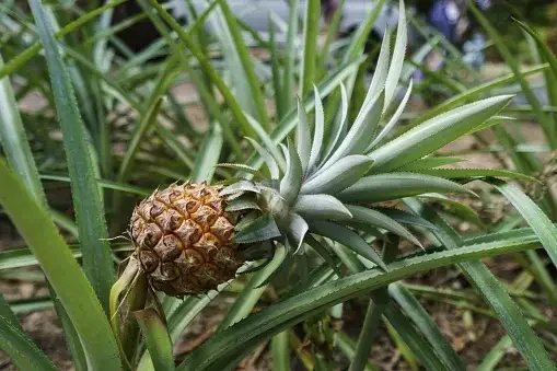 Dừa cung cấp nhiều loại vitamin và khoáng chất cần thiết