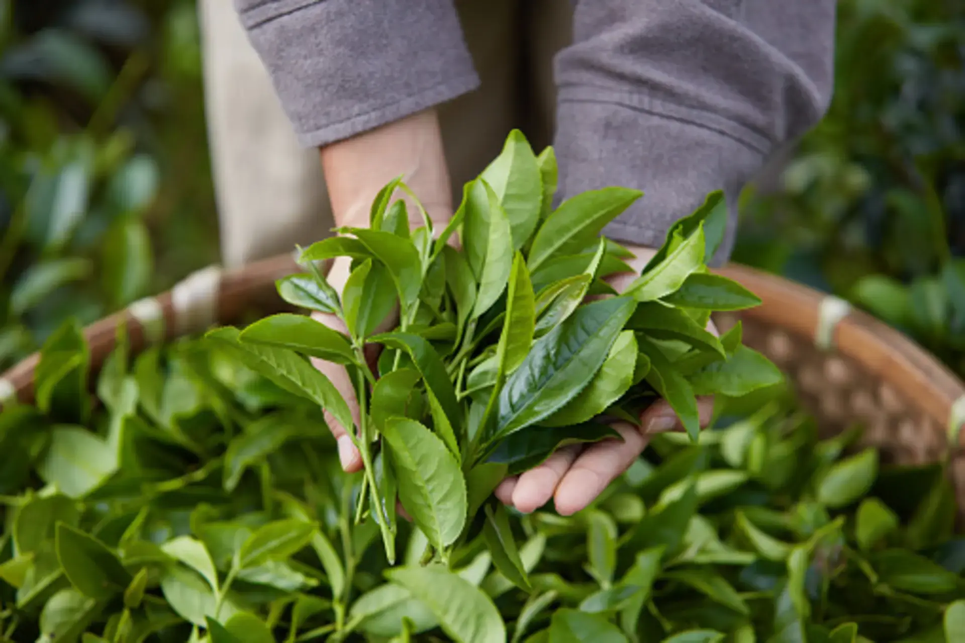 Tác dụng của trà xanh