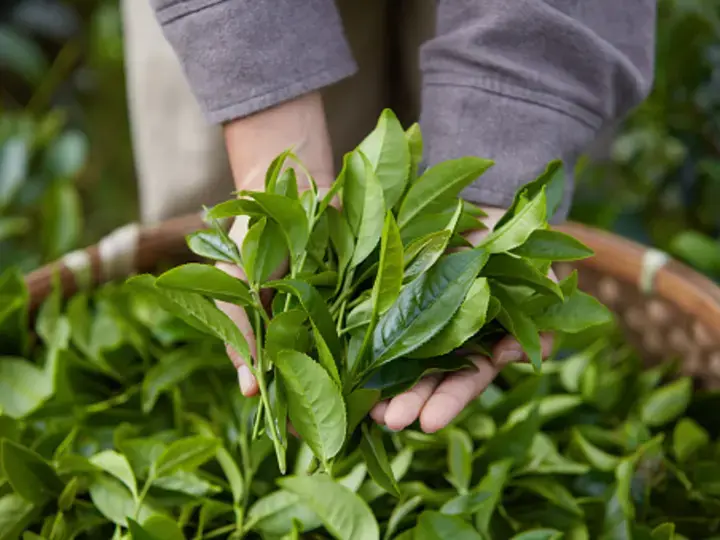 Tác dụng của trà xanh