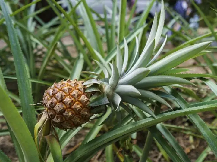 Dừa cung cấp nhiều loại vitamin và khoáng chất cần thiết